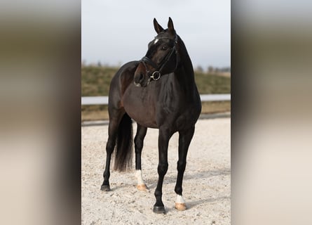 Caballo de deporte alemán, Caballo castrado, 4 años, 168 cm, Castaño oscuro