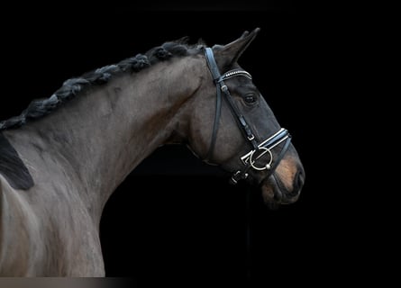 Caballo de deporte alemán, Caballo castrado, 4 años, 168 cm, Castaño oscuro