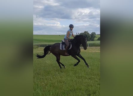 Caballo de deporte alemán, Caballo castrado, 4 años, 168 cm, Castaño oscuro