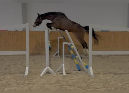 Caballo de deporte alemán, Caballo castrado, 4 años, 168 cm, Castaño oscuro