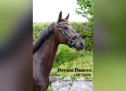 Caballo de deporte alemán, Caballo castrado, 4 años, 168 cm, Morcillo