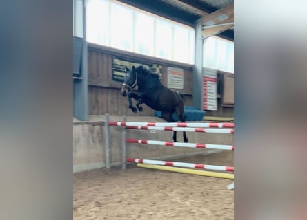 Caballo de deporte alemán, Caballo castrado, 4 años, 168 cm, Morcillo