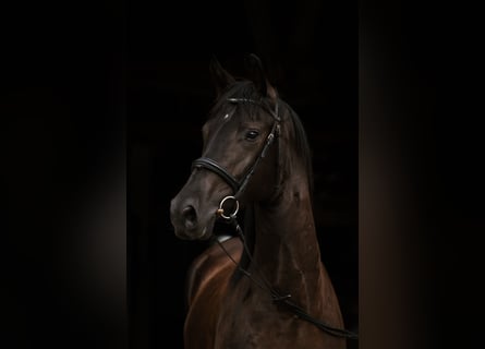 Caballo de deporte alemán, Caballo castrado, 4 años, 168 cm, Negro