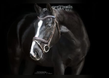 Caballo de deporte alemán, Caballo castrado, 4 años, 168 cm, Negro