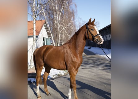 Caballo de deporte alemán, Caballo castrado, 4 años, 169 cm, Alazán