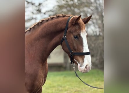 Caballo de deporte alemán, Caballo castrado, 4 años, 169 cm, Alazán-tostado