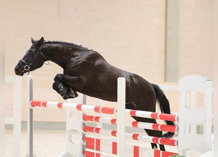 Caballo de deporte alemán, Caballo castrado, 4 años, 169 cm, Castaño oscuro