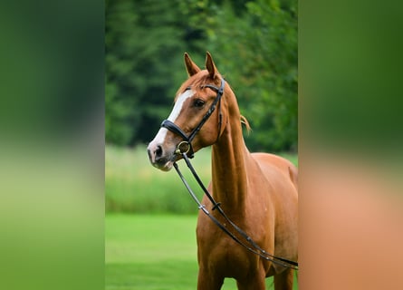 Caballo de deporte alemán, Caballo castrado, 4 años, 170 cm, Alazán