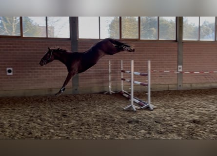 Caballo de deporte alemán, Caballo castrado, 4 años, 170 cm, Alazán