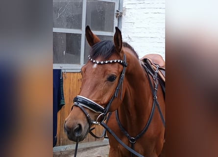 Caballo de deporte alemán, Caballo castrado, 4 años, 170 cm, Castaño