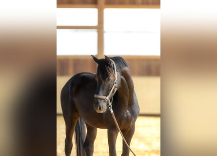 Caballo de deporte alemán, Caballo castrado, 4 años, 170 cm, Castaño oscuro