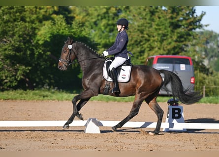 Caballo de deporte alemán, Caballo castrado, 4 años, 170 cm, Castaño oscuro