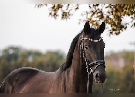 Caballo de deporte alemán, Caballo castrado, 4 años, 170 cm, Morcillo