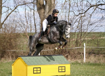 Caballo de deporte alemán, Caballo castrado, 4 años, 170 cm, Tordo