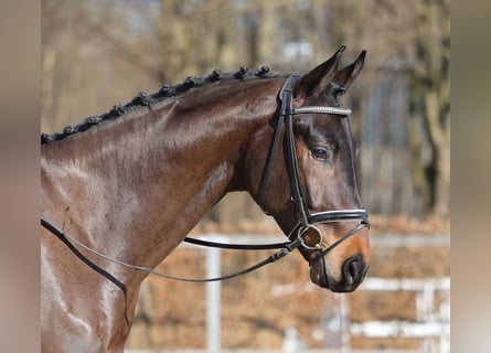 Caballo de deporte alemán, Caballo castrado, 4 años, 171 cm, Castaño
