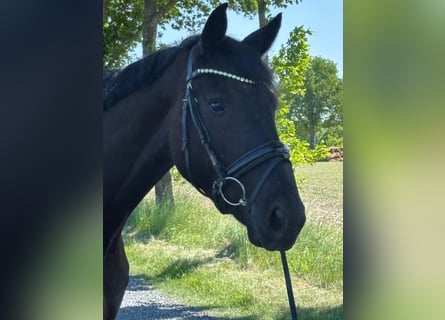 Caballo de deporte alemán, Caballo castrado, 4 años, 171 cm, Negro