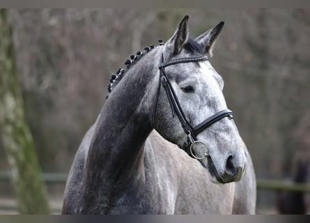 Caballo de deporte alemán, Caballo castrado, 4 años, 171 cm, Tordo