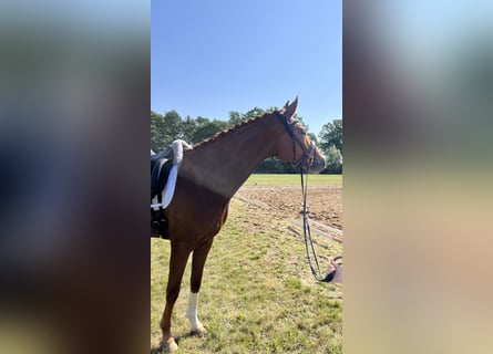 Caballo de deporte alemán, Caballo castrado, 4 años, 172 cm, Alazán