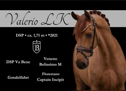 Caballo de deporte alemán, Caballo castrado, 4 años, 172 cm, Alazán