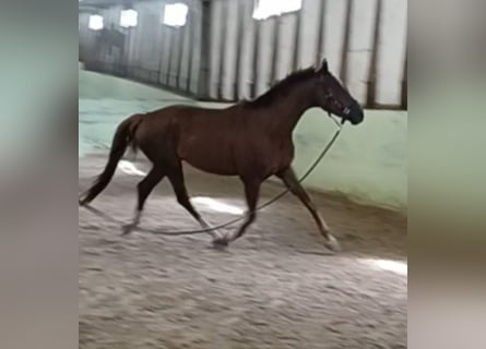 Caballo de deporte alemán, Caballo castrado, 4 años, 172 cm, Alazán-tostado