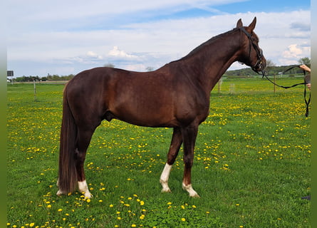 Caballo de deporte alemán, Caballo castrado, 4 años, 173 cm, Alazán-tostado