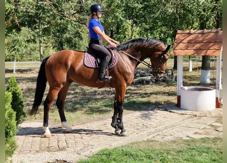 Caballo de deporte alemán, Caballo castrado, 4 años, 173 cm, Castaño
