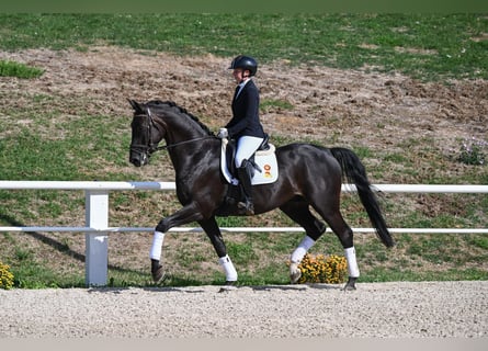 Caballo de deporte alemán, Caballo castrado, 4 años, 173 cm, Negro