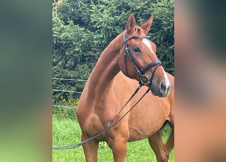 Caballo de deporte alemán, Caballo castrado, 4 años, 174 cm, Alazán