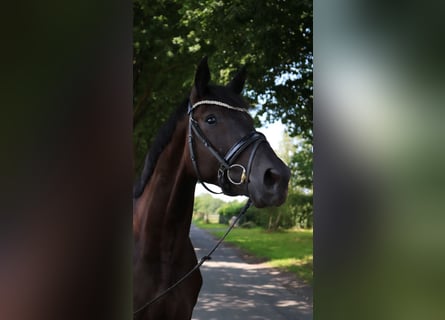 Caballo de deporte alemán, Caballo castrado, 4 años, 174 cm, Negro