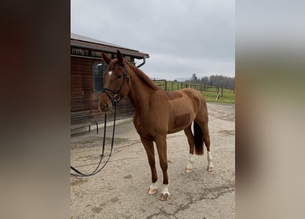 Caballo de deporte alemán, Caballo castrado, 4 años, 175 cm, Alazán-tostado