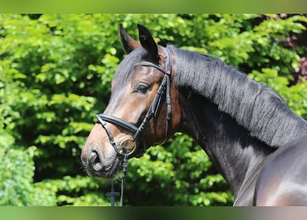 Caballo de deporte alemán, Caballo castrado, 4 años, 175 cm, Morcillo