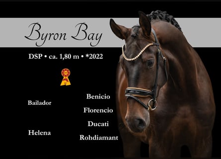 Caballo de deporte alemán, Caballo castrado, 4 años, 180 cm, Castaño