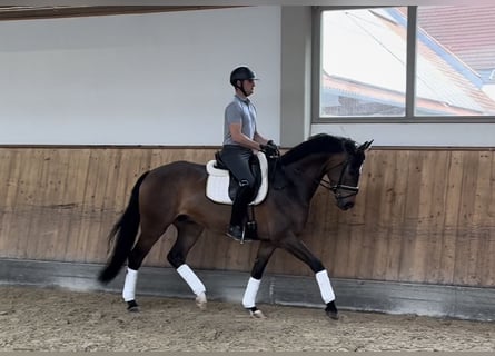 Caballo de deporte alemán, Caballo castrado, 4 años, Castaño