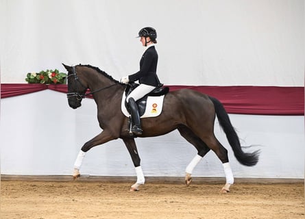 Caballo de deporte alemán, Caballo castrado, 4 años, Negro