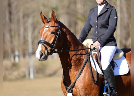 Caballo de deporte alemán, Caballo castrado, 5 años, 160 cm, Castaño