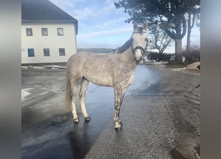 Caballo de deporte alemán, Caballo castrado, 5 años, 160 cm, Tordo rodado