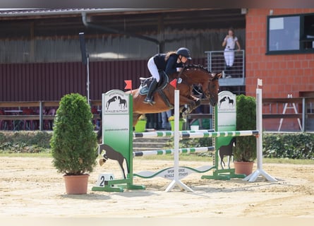 Caballo de deporte alemán, Caballo castrado, 5 años, 161 cm, Castaño