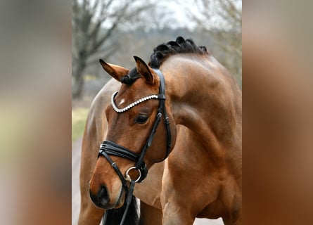 Caballo de deporte alemán, Caballo castrado, 5 años, 162 cm, Castaño