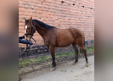 Caballo de deporte alemán, Caballo castrado, 5 años, 162 cm, Castaño