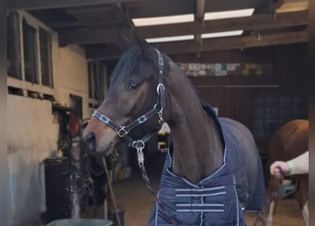 Caballo de deporte alemán, Caballo castrado, 5 años, 163 cm, Castaño oscuro