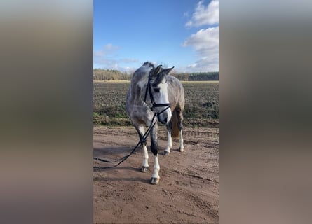 Caballo de deporte alemán, Caballo castrado, 5 años, 163 cm, Tordo