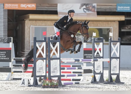 Caballo de deporte alemán, Caballo castrado, 5 años, 164 cm, Castaño