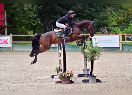 Caballo de deporte alemán, Caballo castrado, 5 años, 165 cm