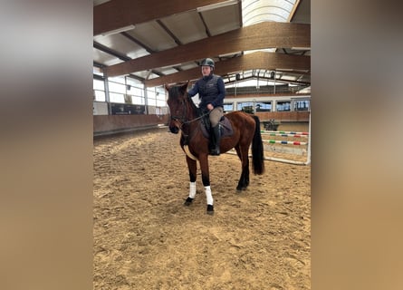 Caballo de deporte alemán, Caballo castrado, 5 años, 165 cm, Castaño