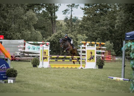 Caballo de deporte alemán, Caballo castrado, 5 años, 165 cm, Castaño oscuro