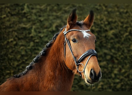 Caballo de deporte alemán, Caballo castrado, 5 años, 166 cm, Castaño