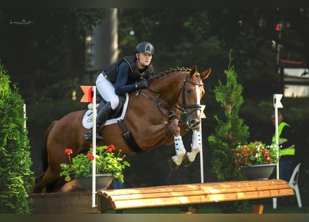 Caballo de deporte alemán, Caballo castrado, 5 años, 167 cm, Alazán