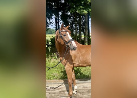Caballo de deporte alemán, Caballo castrado, 5 años, 167 cm, Alazán