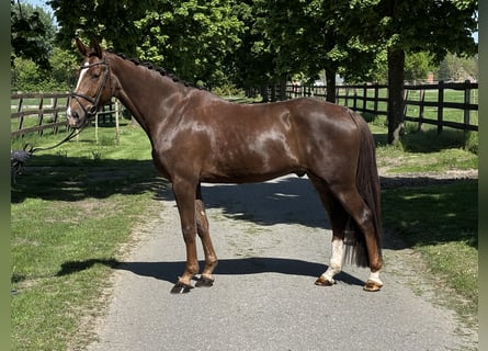 Caballo de deporte alemán, Caballo castrado, 5 años, 167 cm, Alazán-tostado