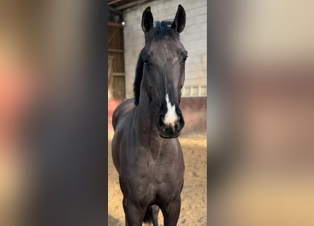 Caballo de deporte alemán, Caballo castrado, 5 años, 167 cm, Negro